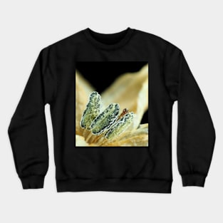 Hot chili pepper flower under the microscope Crewneck Sweatshirt